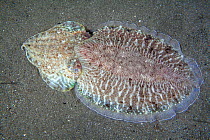 Common Cuttlefish (Sepia officinalis). Maseline Harbour, Sark, British Channel Islands, September.