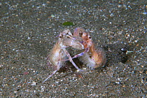 Anemone Hermit Crabs (Pagurus prideaux) engaging in courtship behaviour. Maseline Harbour, Sark, British Channel Islands, September.