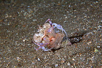 Anemone Hermit Crab (Pagurus prideauxi) mating behaviour. Maseline Harbour, Sark, British Channel Islands, September.