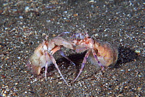 Anemone Hermit Crab (Pagurus prideaux) courtship behaviour. Maseline Harbour, Sark, British Channel Islands, September.