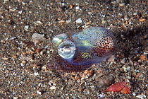 Little Cuttlefish / Bobtail Squid (Sepiola atlantica). Maseline harbour, Sark, British Channel Islands, October.