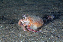 Anemone Hermit Crab (Pagurus prideauxi). Maseline harbour, Sark, British Channel Islands, October.