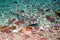 Small-spotted Catshark / Lesser Spotted Dogfish, (Scyliorhinus canicula). Channel Islands, May.