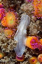 Candy-striped Flatworm (Prostheceraeus vittatus) among anenomes. Pavlaison, Sark, British Channel Islands, July.
