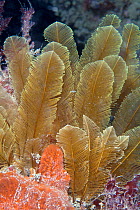 Feather Hydroids (Gymnangium montagui). Pavlaison, Sark, British Channel Islands, July.