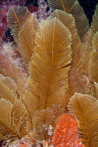Feather Hydroids (Gymnangium montagui). Pavlaison, Sark, British Channel Islands, July.