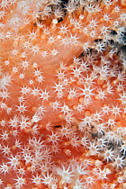 Polyps of Red Fingers Soft Coral (Alcyonium glomeratus). Pavlaison, Sark, British Channel Islands, July.
