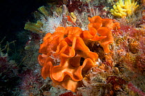 Bryozoan Ross Coral (Pentapora foliacea). Pavlaison, Sark, British Channel Islands, July.