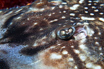 Undulate ray (Raja undulata) close up of eye. Sark, British Channel Islands, July.