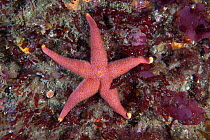 Bloody Henry Starfish (Henricia oculata). L'Etac, Sark, British Channel Islands, August.