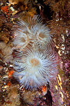 Spiral Fan Worm (Bispira volutacornis). Maseline Harbour, Sark, British Channel Islands, July.