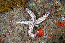 Spiny Starfish (Marthasterias glacialis) growing a new limb. Vingt Clos, Sark, British Channel Islands, August., August.