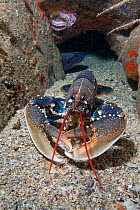 European Lobster (Homarus gammarus) Les Dents, Sark, British Channel Islands, July.