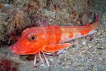 Red Gurnard (Aspitrigla / Chelidonichthys cuculus). Les Dents, Sark, British Channel Islands, July.