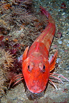 Red Gurnard (Aspitrigla / Chelidonichthys cuculus). Les Dents, Sark, British Channel Islands, July.