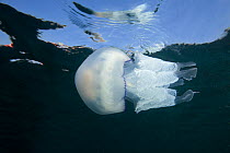 Barrel Jellyfish (Rhizostoma pulmo) Sark, British Channel Islands, July.