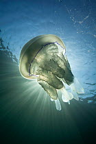 Barrel Jellyfish (Rhizostoma pulmo) against crepuscular light rays. Sark, British Channel Islands, July.