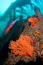 Ship wreck with male Cuckoo Wrasse (Labrus mixtus) and Pink Sea Fan / Warty Coral (Eunicella verrucosa) Wreck Forth, Herm, British Channel Islands, July.