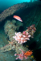 Shipwreck with Female Cuckoo Wrasse (Labrus mixtus) and Red Fingers Soft Coral (Alcyonium glomeratus). Wreck Forth, Herm, British Channel Islands, July.