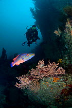 Diver, male Cuckoo Wrasse (Labrus mixtus) and Pink Sea Fan (Eunicella verrucosa). Channel Islands, UK, August.