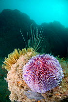 Common Sea Urchin (Echinus esculentus). L'Etac, Sark, British Channel Islands, August.