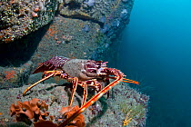 Crawfish / Spiny Lobster (Palinurus elephas). L'Etac, Sark, British Channel Islands, August.