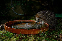 European Hedgehog (Erinaceus europaeus) drinking from dish in garden, Central France, February
