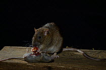Brown rat (Rattus norvegicus) eating mouse (Mus musculus) France, February Captive
