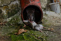 Brown rat (Rattus norvegicus) eating mouse (Mus musculus) in a drainpipe, France, February Captive