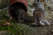 Brown rats (Rattus norvegicus) eating mouse (Mus musculus) France, February) Captive