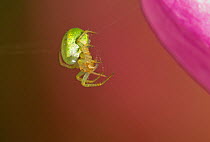 Spider (Araniella cucurbitina) hanging off Foxglove flower (Digitalis sp) Sheffield, UK