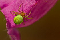 Spider (Araniella cucurbitina) on Foxglove flower (Digitalis sp) Sheffield, UK