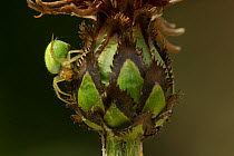 Spider (Araniella cucurbitina) on green leaves around flower head, Sheffield, UK