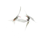 Arctic tern (Sterna paradisaea) two fighting in the air, Scotland, UK July