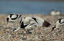 Avocet (Recurvirostra avosetta) two pairs fighting over territory, Texel, Holland May