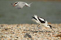 Avocet (Recurvirostra avosetta) mobbed by Common tern (Sterna hirundo) Texel, Holland May