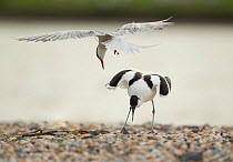 Avocet (Recurvirostra avosetta) mobbed by Common tern (Sterna hirundo), Texel, Holland May