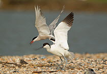 Avocet (Recurvirostra avosetta) mobbed by Common tern (Sterna hirundo) Texel, Holland May