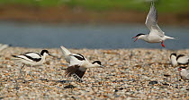 Avocets (Recurvirostra avosetta) mobbed by Common tern (Sterna hirundo) over nesting grounds, Texel, Holland May