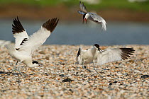 Avocets (Recurvirostra avosetta) being mobbed by Common tern (Sterna hirundo) over nesting ground, Texel Holland May
