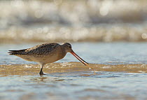 Bar tailed godwit (Limosa lapponica) foraging in water along coastline, Yorkshire, UK, February
