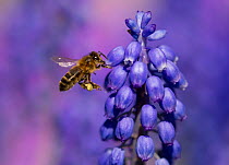 Honey bee (Apis mellifera) visiting Grape hyacinth, Sheffield, UK, April