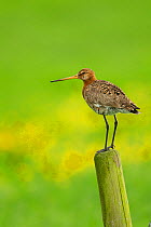 Black tailed Godwit (Limosa limosa) in breeding plumage, on post, Holland, May