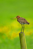 Black tailed Godwit (Limosa limosa) in breeding plumage, calling, on post, Holland, May