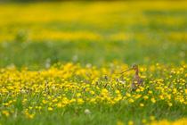 Black tailed Godwit, (Limosa limosa) in breeding plumage, in field full of buttercups, Holland, May