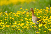 Black tailed Godwit, (Limosa limosa) in breeding plumage, in field full of buttercups, Holland, May
