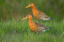 Black tailed Godwits (Limosa limosa) in breeding plumage, Iceland, June