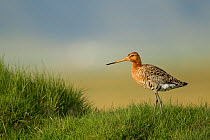 Black tailed Godwit, (Limosa limosa) in breeding plumage, standing on grassy ground, Iceland, June