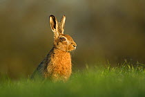 European hare (Lepus europeas) portrait in grass, UK