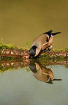Bullfinch (Pyrrhula pyrrhula) reflection of female taking a drink from woodland pond, Sheffield UK March